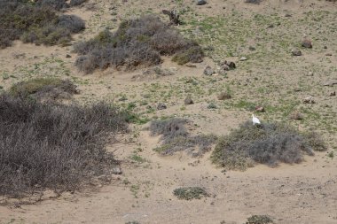 Bir Bubulcus Ibis kuşu Morro Jable 'daki Kuş izleme istasyonunun çevresinde yürüyor. Ekin (
