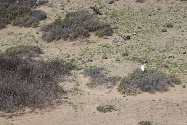 Bir Bubulcus Ibis kuşu Morro Jable 'daki Kuş izleme istasyonunun çevresinde yürüyor. Ekin (