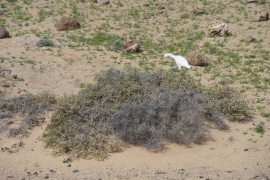 Bir Bubulcus Ibis kuşu Morro Jable 'daki Kuş izleme istasyonunun çevresinde yürüyor. Ekin (
