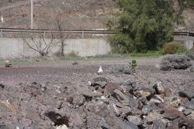 Sonbaharda Morro Jable 'da Atlantik Okyanusu kıyısında bir martı olan Larus Michael Hellis bulunur. Sarı bacaklı martı, Larus michahellis, büyük bir martıdır. Fuerteventura, Las Palmas, Kanarya Adaları, İspanya.