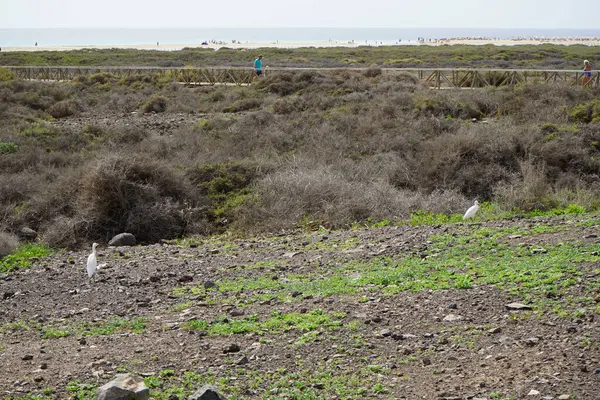 Bubulcus Ibis kuşları Morro Jable 'daki Kuş izleme istasyonunun çevresinde yürüyor. Ekin (