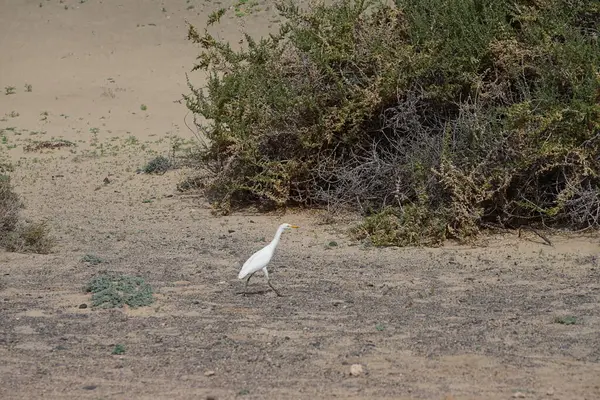 Bir Bubulcus Ibis kuşu Morro Jable 'daki Kuş izleme istasyonunun çevresinde yürüyor. Ekin (
