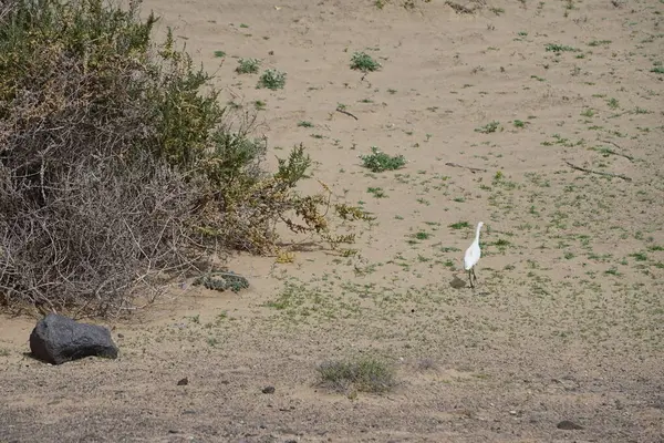 Bir Bubulcus Ibis kuşu Morro Jable 'daki Kuş izleme istasyonunun çevresinde yürüyor. Ekin (
