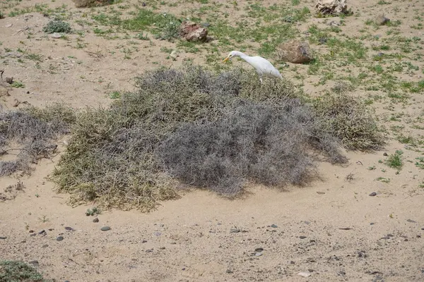 Bir Bubulcus Ibis kuşu Morro Jable 'daki Kuş izleme istasyonunun çevresinde yürüyor. Ekin (
