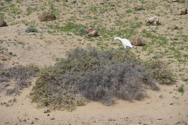 Bir Bubulcus Ibis kuşu Morro Jable 'daki Kuş izleme istasyonunun çevresinde yürüyor. Ekin (
