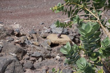 Ekim ayında bir Columba livya kuşu Morro Jable 'da bir Calotropis procera fabrikasının yanında yürüyor. Kaya güvercini (
