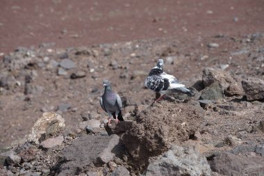 Pigeons Columba livia walking in Morro Jable in October.The rock dove, rock pigeon, or common pigeon, Columba livia, is a member of the bird family Columbidae, doves and pigeons. Fuerteventura, Las Palmas, Canary Islands, Spain.  clipart