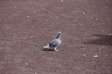 The bird Columba livia lives in Morro Jable in October. The rock dove, rock pigeon, or common pigeon, Columba livia, is a member of the bird family Columbidae, doves and pigeons. Fuerteventura, Las Palmas, Canary Islands, Spain. clipart