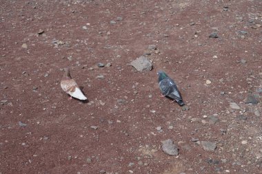 Pigeons Columba livia walking in Morro Jable in October.The rock dove, rock pigeon, or common pigeon, Columba livia, is a member of the bird family Columbidae, doves and pigeons. Fuerteventura, Las Palmas, Canary Islands, Spain.  clipart