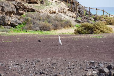 A bird Bubulcus ibis walks in the vicinity of the Bird watching station in Morro Jable. The cattle egret, Bubulcus ibis, is a cosmopolitan species of heron, family Ardeidae. Fuerteventura, Las Palmas, Canary Islands, Spain.  clipart