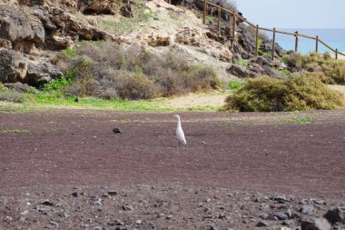 A bird Bubulcus ibis walks in the vicinity of the Bird watching station in Morro Jable. The cattle egret, Bubulcus ibis, is a cosmopolitan species of heron, family Ardeidae. Fuerteventura, Las Palmas, Canary Islands, Spain.  clipart