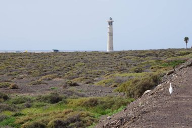 Bir Bubulcus Ibis kuşu Morro Jable 'daki Kuş izleme istasyonunun çevresinde yürüyor. Ekin (