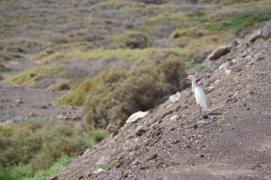 Bir Bubulcus Ibis kuşu Morro Jable 'daki Kuş izleme istasyonunun çevresinde yürüyor. Ekin (