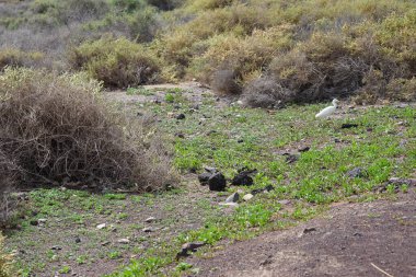 Bir Bubulcus Ibis kuşu Morro Jable 'daki Kuş izleme istasyonunun çevresinde yürüyor. Ekin (