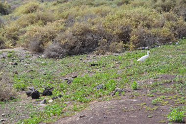 Bir Bubulcus Ibis kuşu Morro Jable 'daki Kuş izleme istasyonunun çevresinde yürüyor. Ekin (