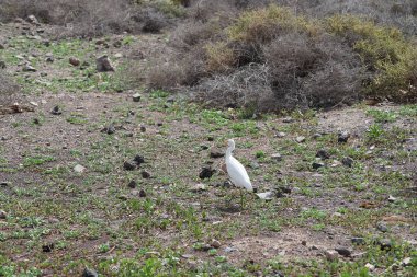 Bir Bubulcus Ibis kuşu Morro Jable 'daki Kuş izleme istasyonunun çevresinde yürüyor. Ekin (