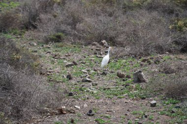 Bir Bubulcus Ibis kuşu Morro Jable 'daki Kuş izleme istasyonunun çevresinde yürüyor. Ekin (