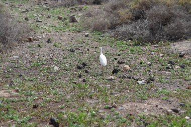 Bir Bubulcus Ibis kuşu Morro Jable 'daki Kuş izleme istasyonunun çevresinde yürüyor. Ekin (