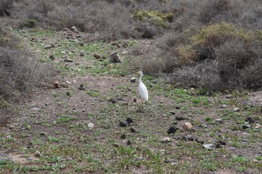 Bir Bubulcus Ibis kuşu Morro Jable 'daki Kuş izleme istasyonunun çevresinde yürüyor. Ekin (