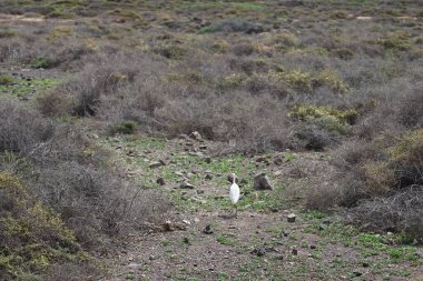 Bir Bubulcus Ibis kuşu Morro Jable 'daki Kuş izleme istasyonunun çevresinde yürüyor. Ekin (