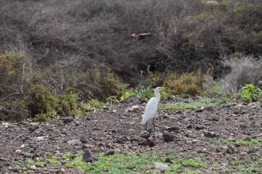 Bir Bubulcus Ibis kuşu Morro Jable 'daki Kuş izleme istasyonunun çevresinde yürüyor. Ekin (