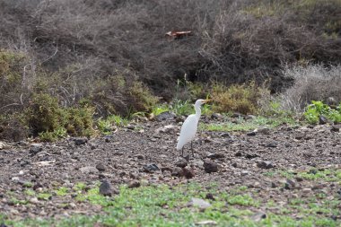 A bird Bubulcus ibis walks in the vicinity of the Bird watching station in Morro Jable. The cattle egret, Bubulcus ibis, is a cosmopolitan species of heron, family Ardeidae. Fuerteventura, Las Palmas, Canary Islands, Spain.  clipart