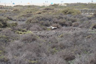 Bir Bubulcus Ibis kuşu, Morro Jable 'daki Kuş izleme istasyonunun etrafındaki koruma alanının üzerinden uçuyor. Ekin (