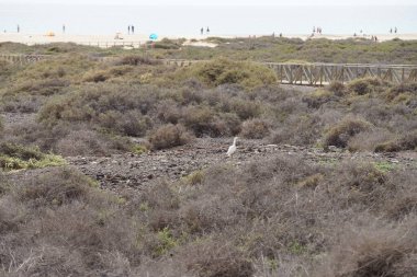 Bir Bubulcus Ibis kuşu Morro Jable 'daki Kuş izleme istasyonunun çevresinde yürüyor. Ekin (