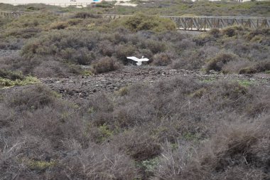 Bir Bubulcus Ibis kuşu, Morro Jable 'daki Kuş izleme istasyonunun etrafındaki koruma alanının üzerinden uçuyor. Ekin (