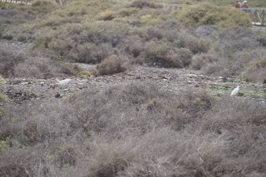 Bubulcus Ibis kuşları Morro Jable 'daki Kuş izleme istasyonunun çevresinde yürüyor. Ekin (