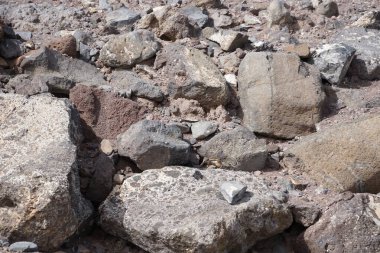 Kemirgen Atlantoxerus getulus Ekim ayında Morro Jable 'da Atlantik kıyısında vahşi doğada yaşar. Barbar sincap (