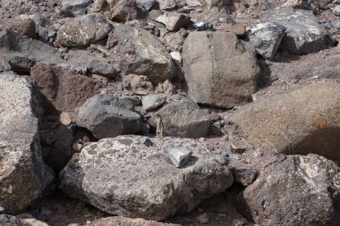 Kemirgen Atlantoxerus getulus Ekim ayında Morro Jable 'da Atlantik kıyısında vahşi doğada yaşar. Barbar sincap (