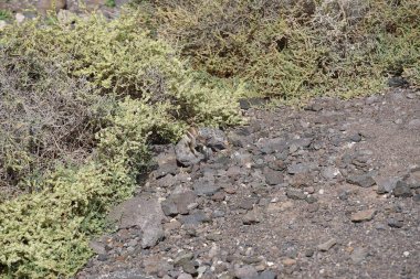 The rodent Atlantoxerus getulus lives in the wild on the Atlantic coast in Morro Jable in October. The Barbary ground squirrel, Atlantoxerus getulus, is a species of rodent in the family Sciuridae. Fuerteventura, Las Palmas, Canary Islands, Spain.   clipart