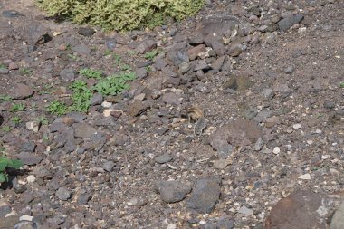 Kemirgen Atlantoxerus getulus Ekim ayında Morro Jable 'da Atlantik kıyısında vahşi doğada yaşar. Barbar sincap (