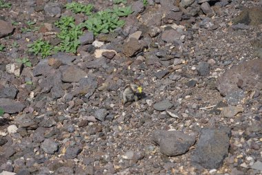 Kemirgen Atlantoxerus getulus Ekim ayında Morro Jable 'da Atlantik kıyısında vahşi doğada yaşar. Barbar sincap (
