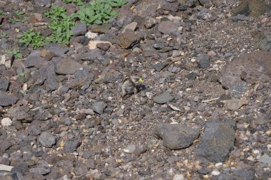 Kemirgen Atlantoxerus getulus Ekim ayında Morro Jable 'da Atlantik kıyısında vahşi doğada yaşar. Barbar sincap (