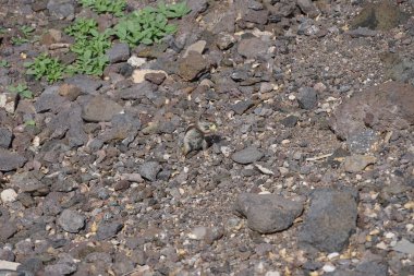 The rodent Atlantoxerus getulus lives in the wild on the Atlantic coast in Morro Jable in October. The Barbary ground squirrel, Atlantoxerus getulus, is a species of rodent in the family Sciuridae. Fuerteventura, Las Palmas, Canary Islands, Spain.   clipart