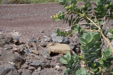 Kemirgen Atlantoxerus getulus ekim ayında Calotropis procera çalılarının yakınında yürür. Barbar sincap (