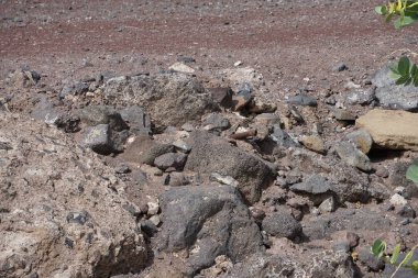 The rodent Atlantoxerus getulus lives in the wild on the Atlantic coast in Morro Jable in October. The Barbary ground squirrel, Atlantoxerus getulus, is a species of rodent in the family Sciuridae. Fuerteventura, Las Palmas, Canary Islands, Spain.   clipart