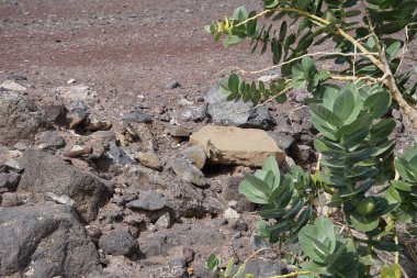 Kemirgen Atlantoxerus getulus ekim ayında Calotropis procera çalılarının yakınında yürür. Barbar sincap (