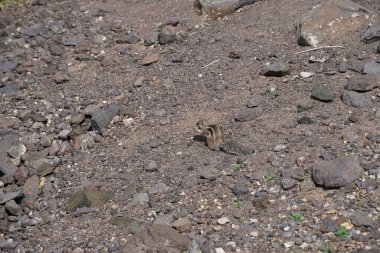 Kemirgen Atlantoxerus getulus Ekim ayında Morro Jable 'da Atlantik kıyısında vahşi doğada yaşar. Barbar sincap (