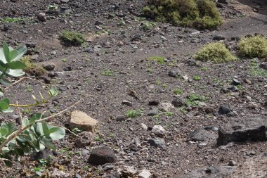 Kemirgen Atlantoxerus getulus Ekim ayında Morro Jable 'da Atlantik kıyısında vahşi doğada yaşar. Barbar sincap (