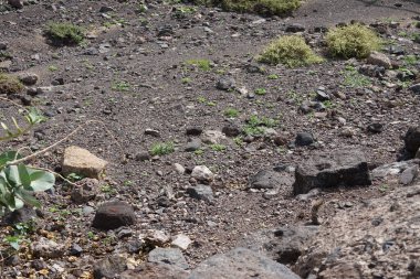 Kemirgen Atlantoxerus getulus Ekim ayında Morro Jable 'da Atlantik kıyısında vahşi doğada yaşar. Barbar sincap (