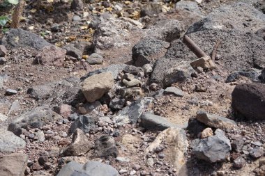 Kemirgen Atlantoxerus getulus Ekim ayında Morro Jable 'da Atlantik kıyısında vahşi doğada yaşar. Barbar sincap (