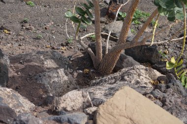 Kemirgen Atlantoxerus getulus ekim ayında Calotropis procera çalılarının yakınında yürür. Barbar sincap (