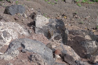 Kemirgen Atlantoxerus getulus Ekim ayında Morro Jable 'da Atlantik kıyısında vahşi doğada yaşar. Barbar sincap (