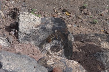 Kemirgen Atlantoxerus getulus Ekim ayında Morro Jable 'da Atlantik kıyısında vahşi doğada yaşar. Barbar sincap (