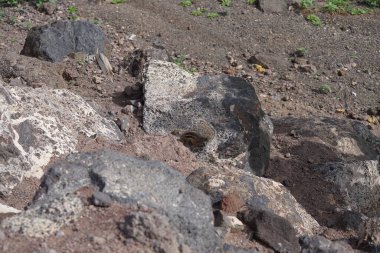 The rodent Atlantoxerus getulus lives in the wild on the Atlantic coast in Morro Jable in October. The Barbary ground squirrel, Atlantoxerus getulus, is a species of rodent in the family Sciuridae. Fuerteventura, Las Palmas, Canary Islands, Spain.  clipart