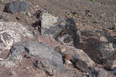 Kemirgen Atlantoxerus getulus Ekim ayında Morro Jable 'da Atlantik kıyısında vahşi doğada yaşar. Barbar sincap (