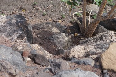Kemirgen Atlantoxerus getulus ekim ayında Calotropis procera çalılarının yakınında yürür. Barbar sincap (